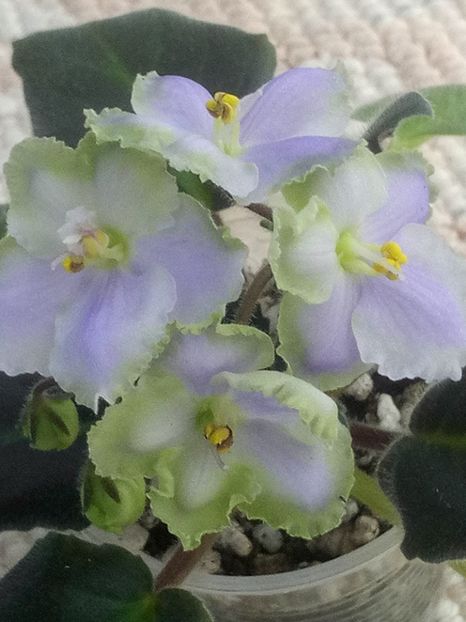 22 apr - LE Bucket Nezabudok