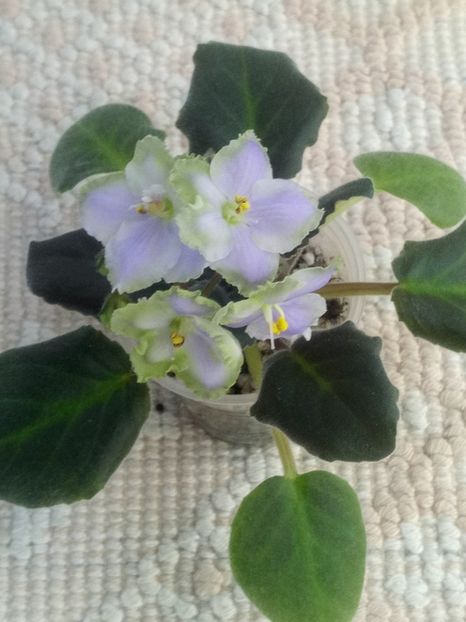 22 apr - LE Bucket Nezabudok