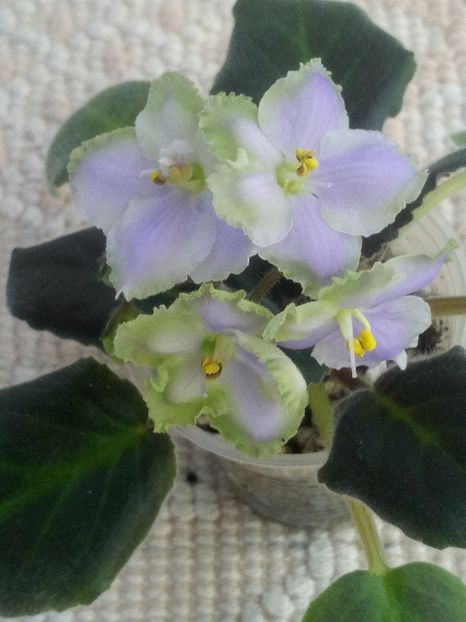 22 apr - LE Bucket Nezabudok