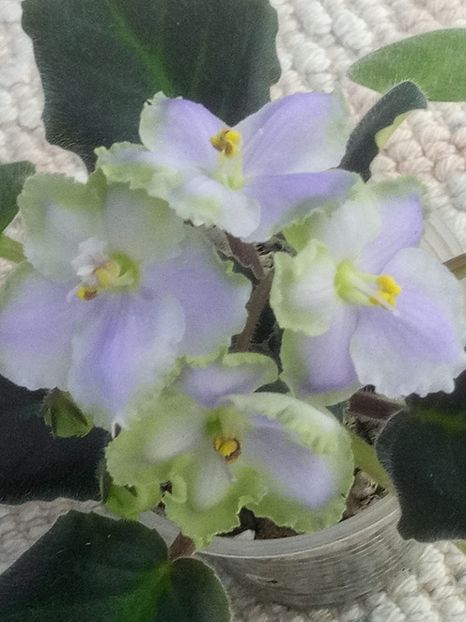 22 apr - LE Bucket Nezabudok