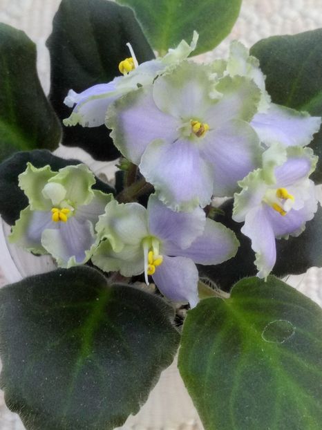 29 apr - LE Bucket Nezabudok