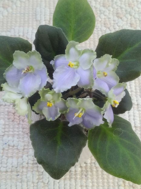 29 apr - LE Bucket Nezabudok