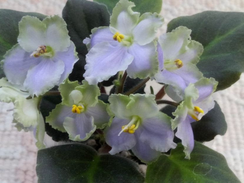 29 apr - LE Bucket Nezabudok