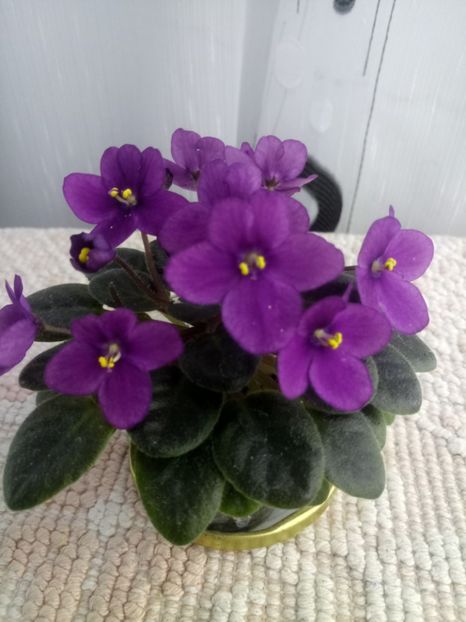 7 mai - ZZ Sensational Sandra