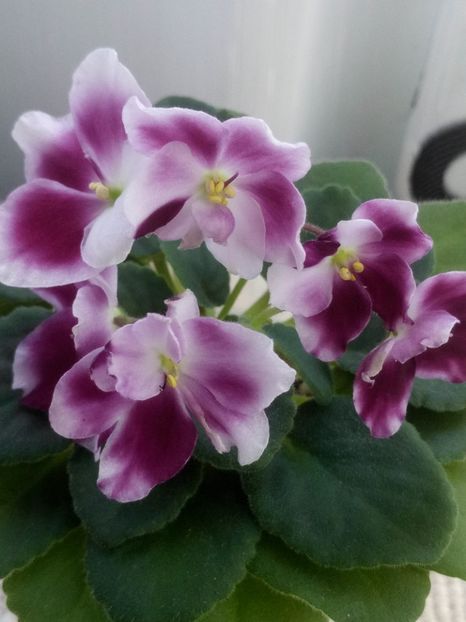 11 apr - ZZ Mac s Southern Springtime