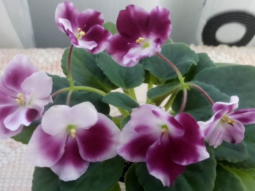 11 apr - ZZ Mac s Southern Springtime