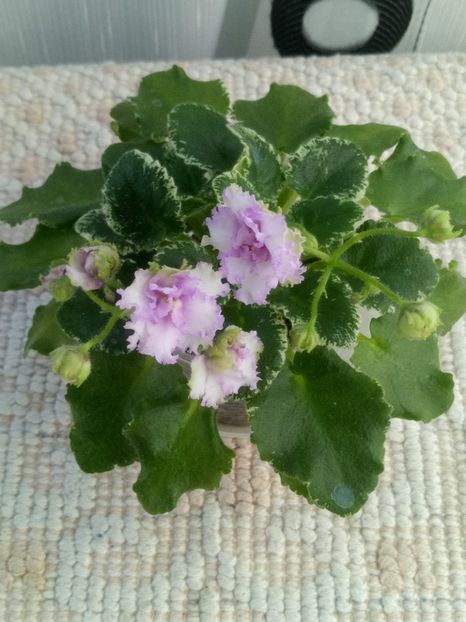 24 apr - N Kruzhevnitsa