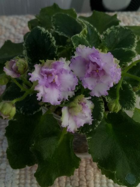 24 apr - N Kruzhevnitsa