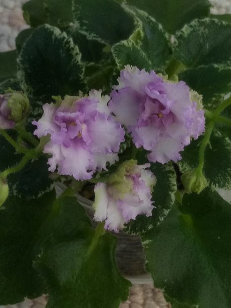 24 apr - N Kruzhevnitsa