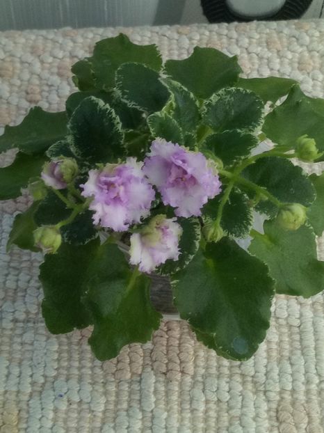 24 apr - N Kruzhevnitsa