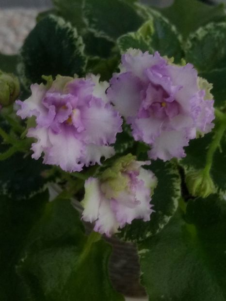 24 apr - N Kruzhevnitsa