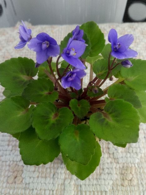 21 mai - Persian Prince