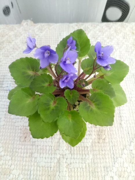 21 mai - Persian Prince