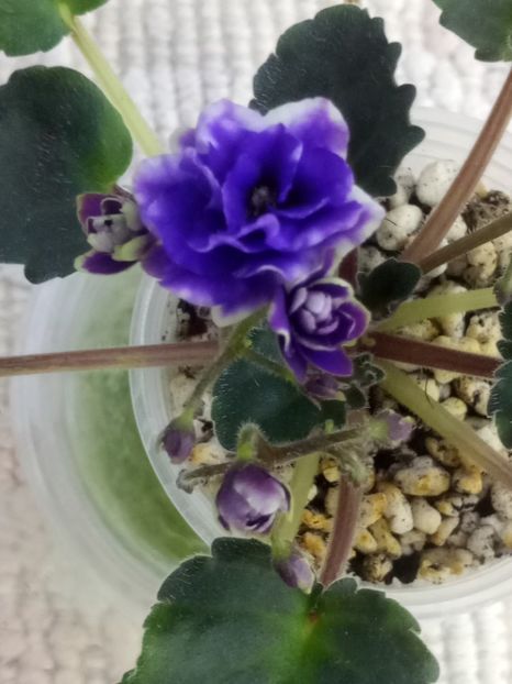 22 apr - Optimara Little Moonstone