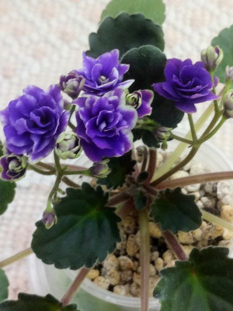 7 mai - Optimara Little Moonstone