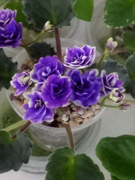 15 mai - Optimara Little Moonstone