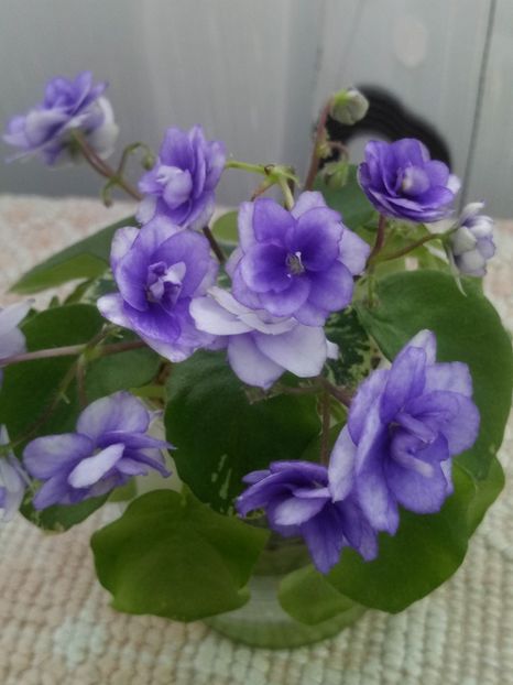 7 mai - Pacific Pearl