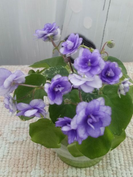 7 mai - Pacific Pearl