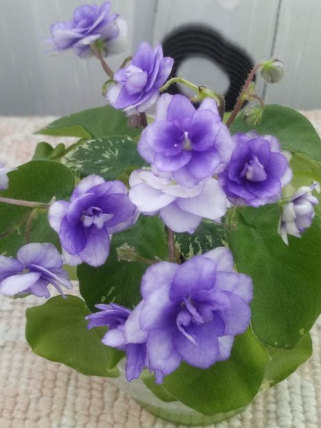 7 mai - Pacific Pearl