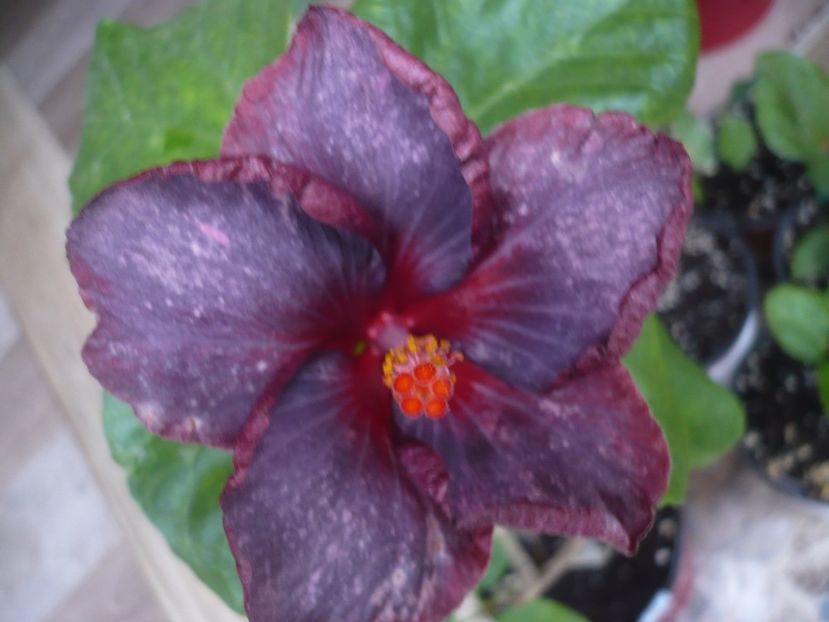 P1440175 - HIBISCUSI 2020-1