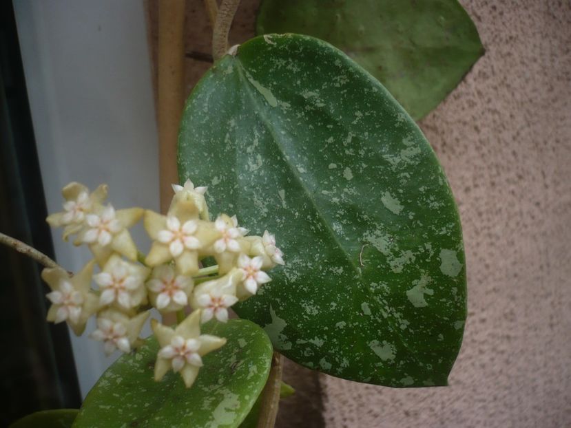 P1440176 - HOYA 2020-1