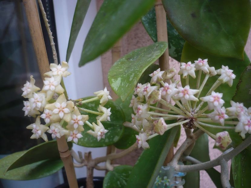 P1440178 - HOYA 2020-1