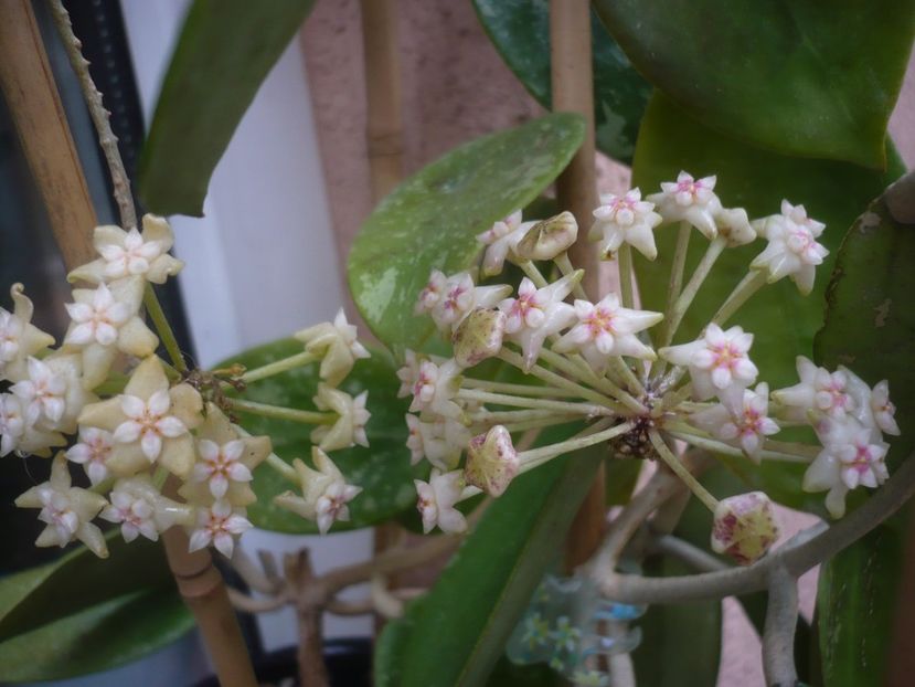 P1440179 - HOYA 2020-1