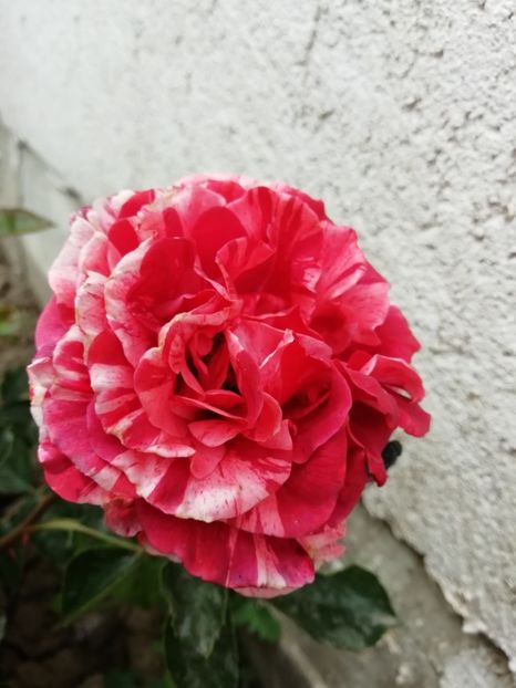 2020-23.05 - Brownie