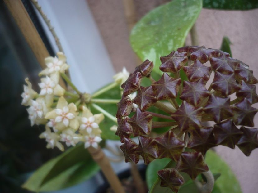 P1440181 - HOYA 2020-1