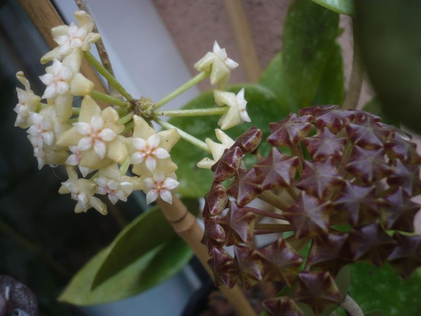 P1440182 - HOYA 2020-1