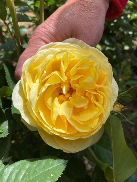 IMG-20200523-WA0013 - Golden celebration