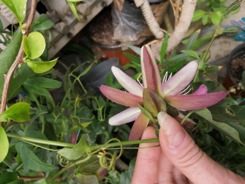 Passiflora roșie spate - 2020