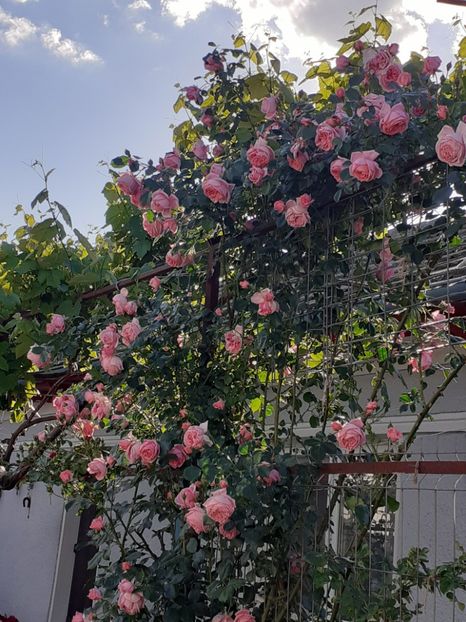  - Coral Dawn 2020