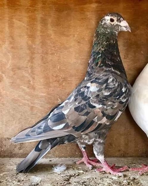  - NU AMI APARTIN 2020