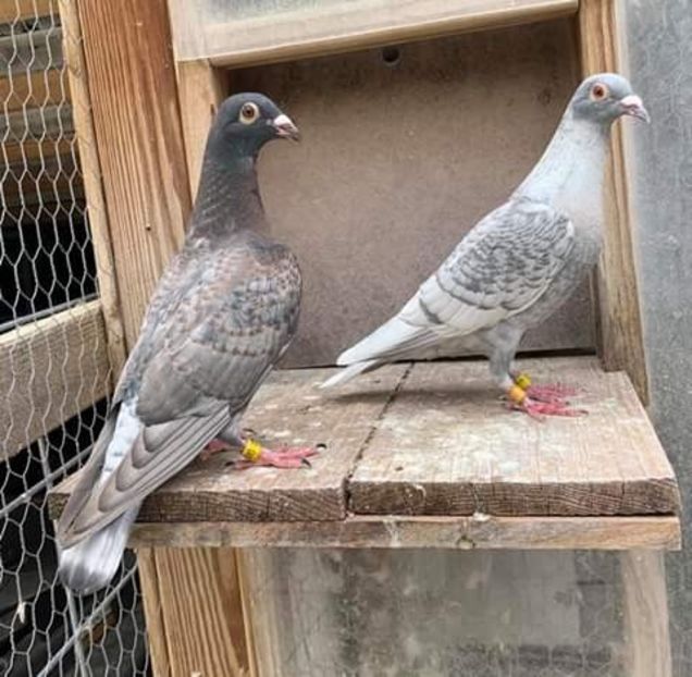  - NU AMI APARTIN 2020