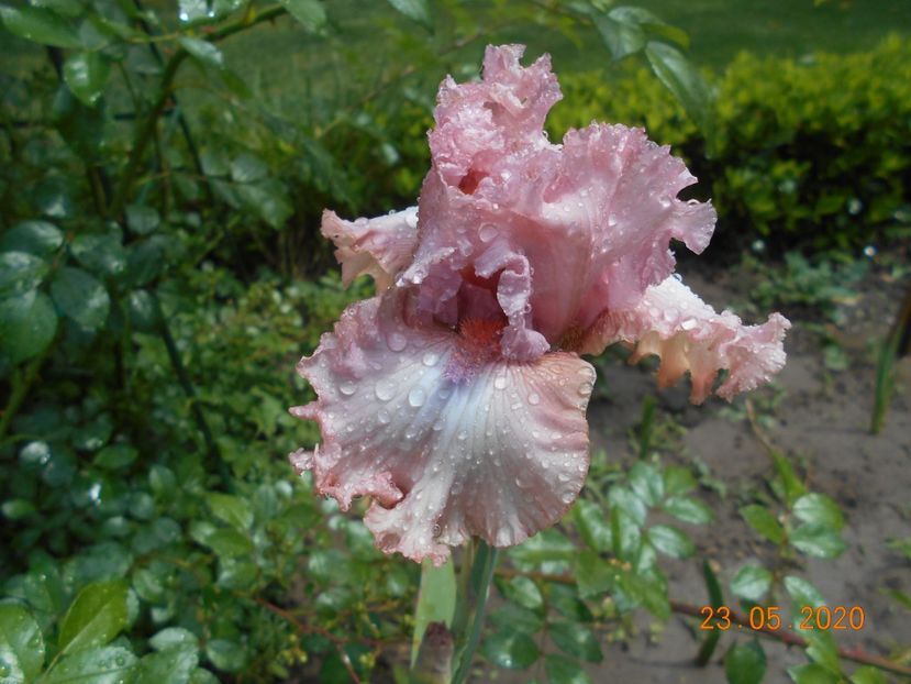 In the Morning - 1Irisi 2020