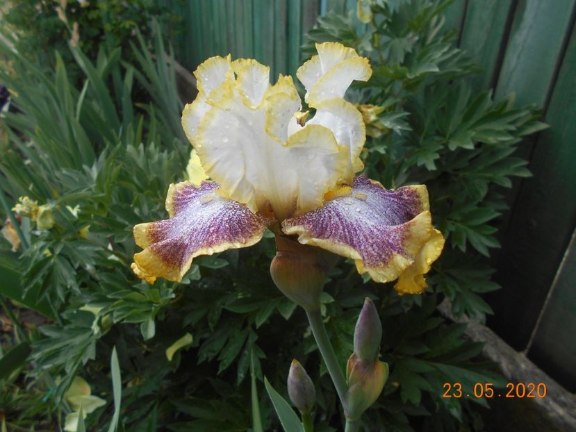 Whispering Spirits - 1Irisi 2020