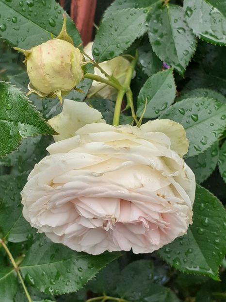  - Palais Royale 2020