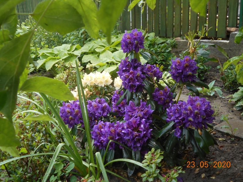  - 1Azalee-rhododendroni-heleborusi-hortensii-hoste 2020