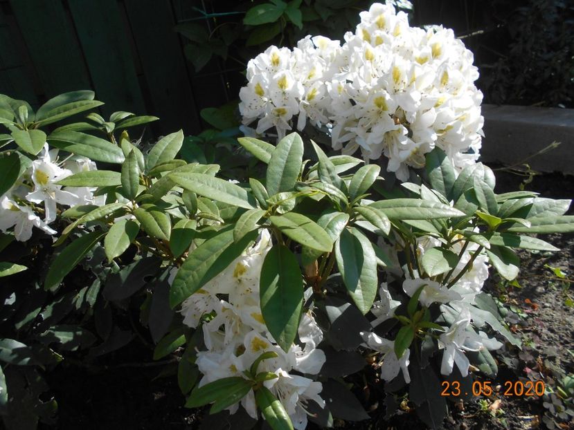  - 1Azalee-rhododendroni-heleborusi-hortensii-hoste 2020