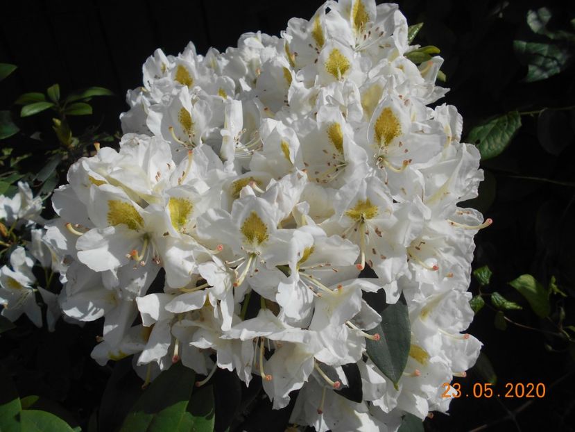  - 1Azalee-rhododendroni-heleborusi-hortensii-hoste 2020