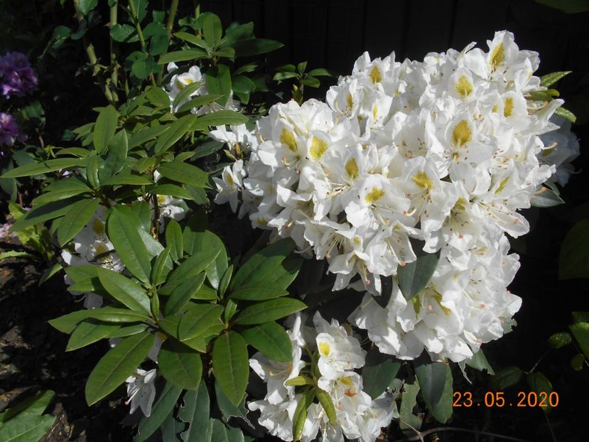  - 1Azalee-rhododendroni-heleborusi-hortensii-hoste 2020