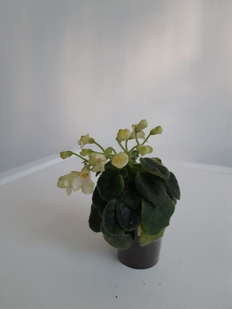 23 mai 2020 - Mac s Callow Carillion