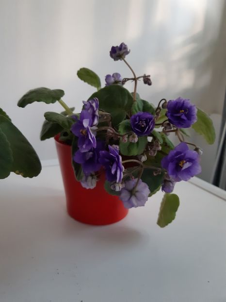 23 mai 2020 - Ajohn s Raquel