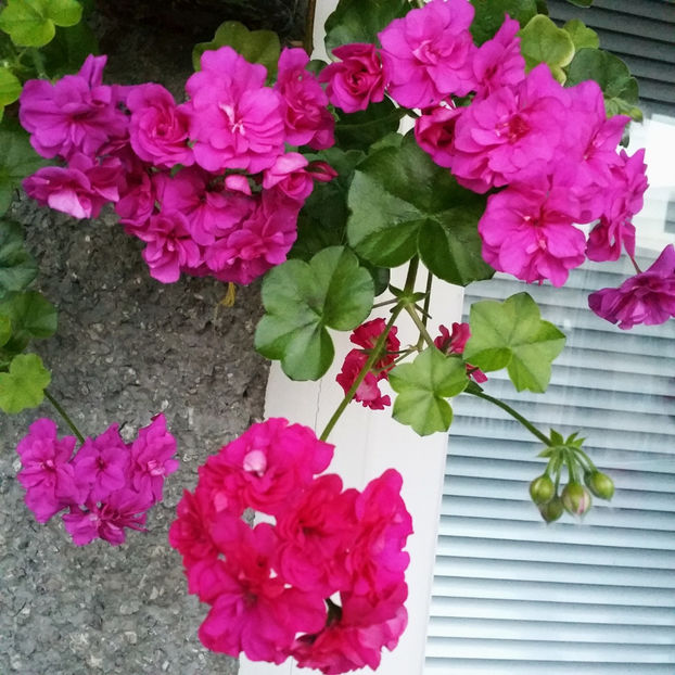 - Muscate 2013 2022