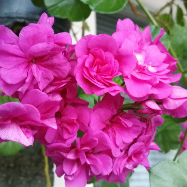  - Muscate 2013 2022