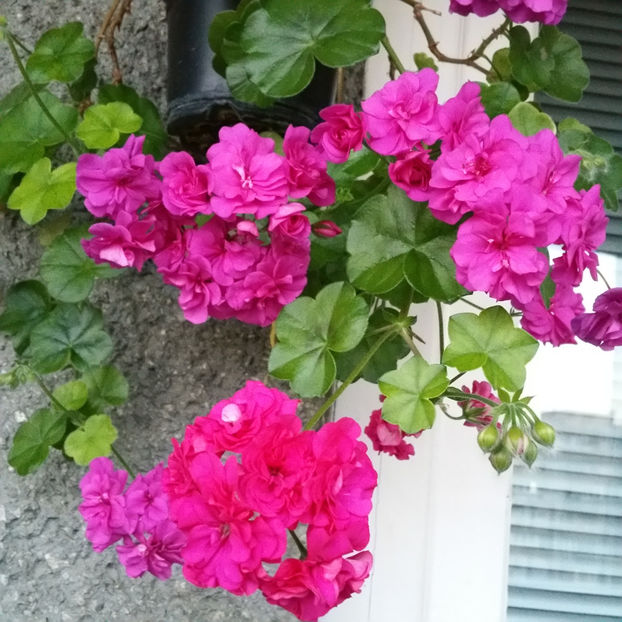  - Muscate 2013 2022