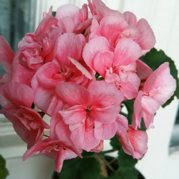  - Muscate 2013 2022