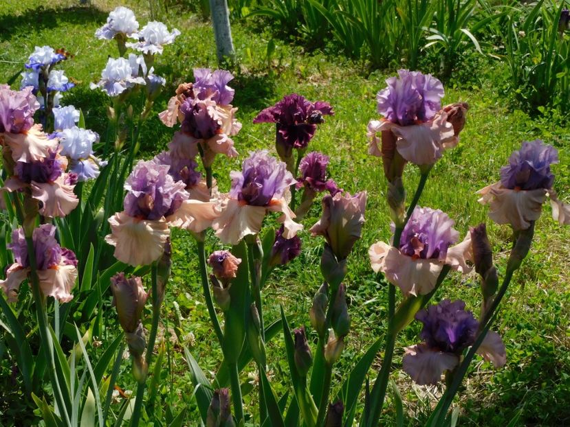 Lascala - xx Colectie irisi