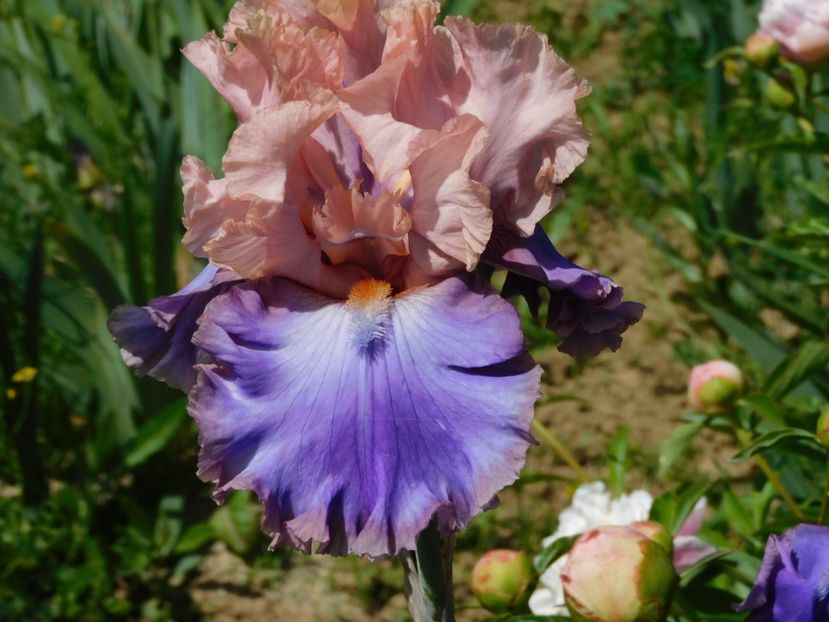 Florentine silk - 2020 irisi